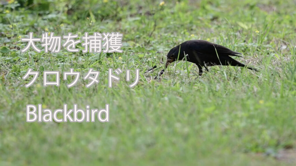 【大物を捕獲】 クロウタドリ Blackbird