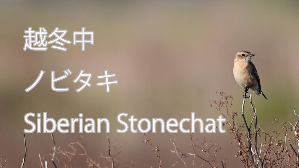 【越冬中】  ノビタキ  Siberian Stonechat