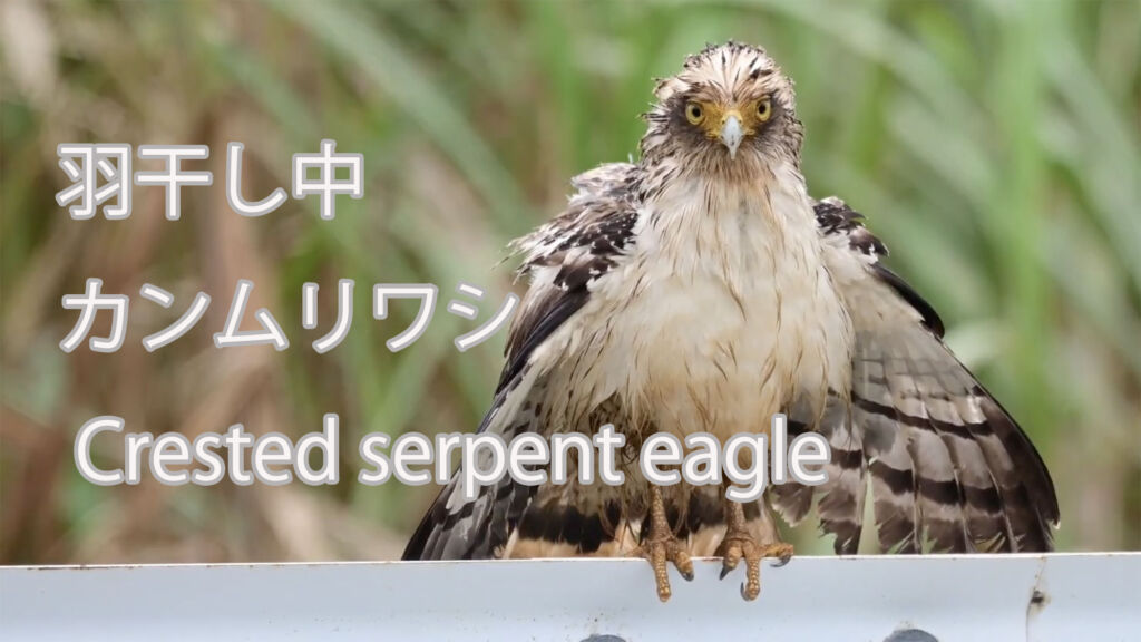 【羽干し中】 カンムリワシ Crested serpent eagle