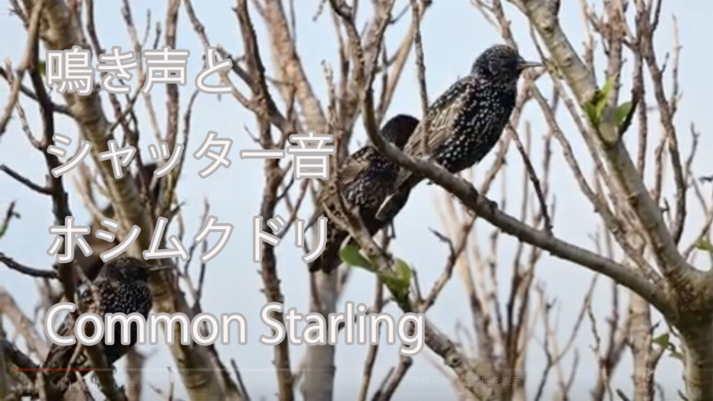 【鳴き声とシャッター音】 ホシムクドリ Common Starling