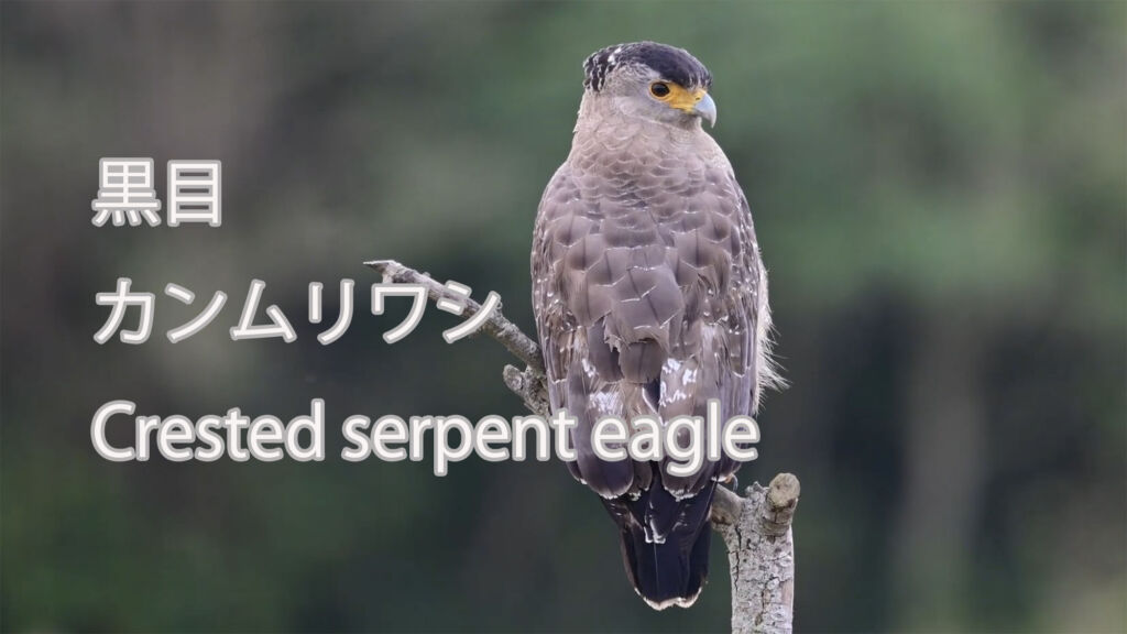 【黒目】 カンムリワシ Crested serpent eagle