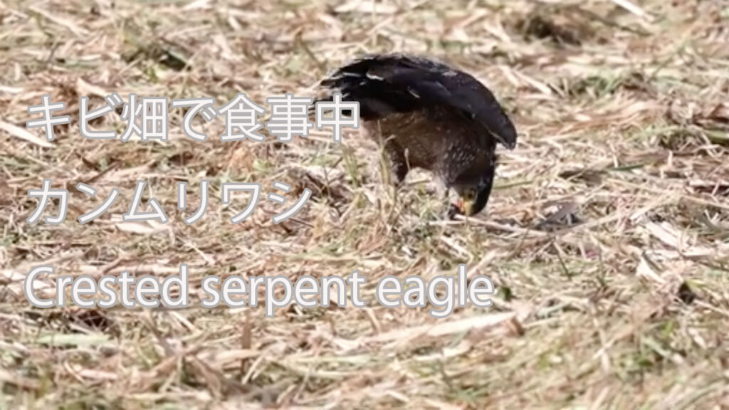 【キビ畑で食事中】 カンムリワシ Crested serpent eagle