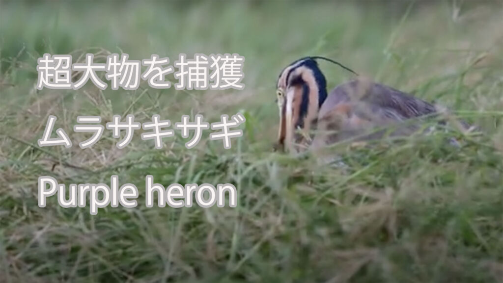 【超大物を捕獲】 ムラサキサギ Purple heron