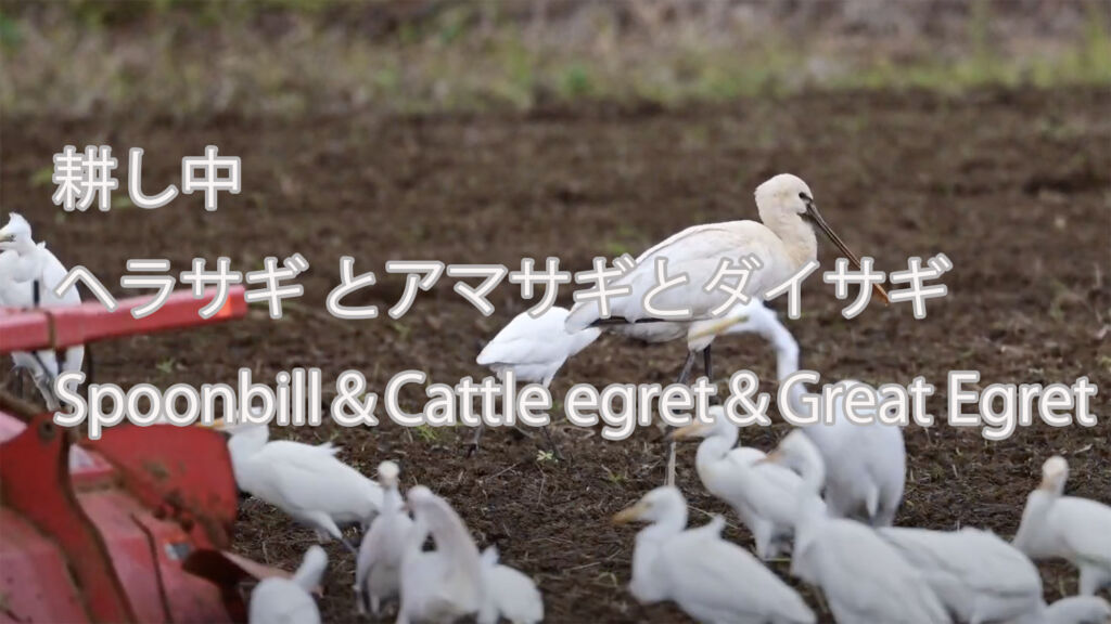【耕し中】  ヘラサギ とアマサギとダイサギ  Spoonbill＆Cattle egret＆Great Egret