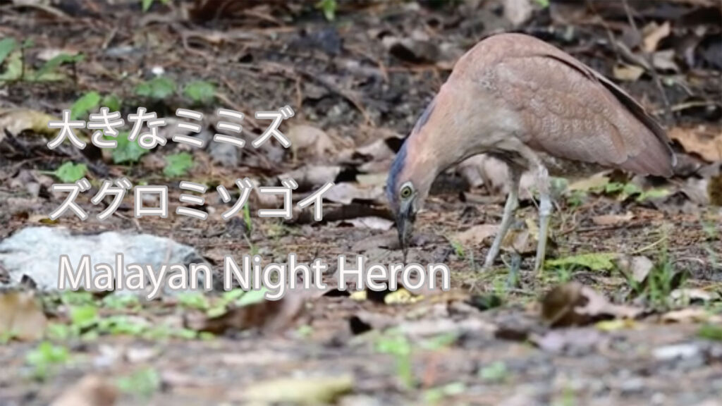 【大きなミミズ】 ズグロミゾゴイ Malayan Night Heron