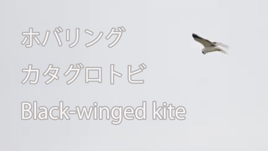 【ホバリング】 カタグロトビ Black-winged kite