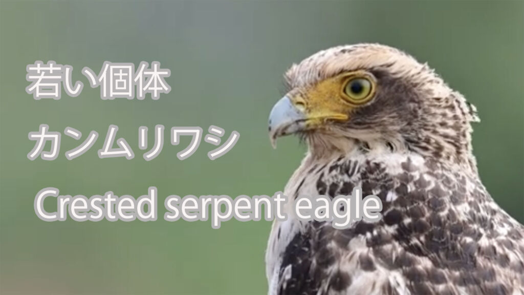 【若い個体】  カンムリワシ  Crested serpent eagle