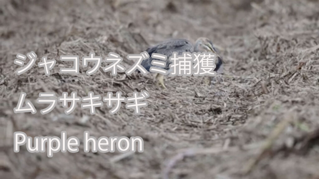 【ジャコウネズミ捕獲】 ムラサキサギ Purple heron