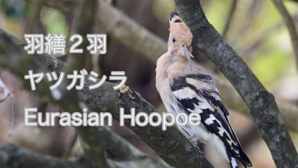 【羽繕２羽】 ヤツガシラ Eurasian Hoopoe