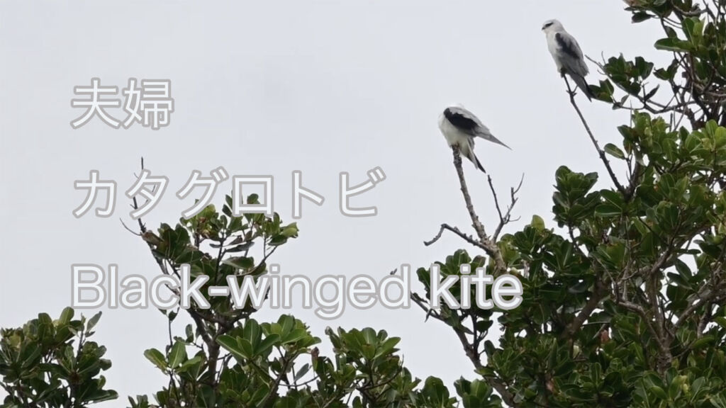 【夫婦】 カタグロトビ Black-winged kite