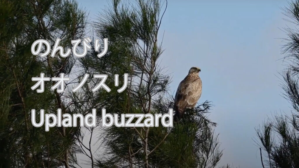 【のんびり】 オオノスリ Upland buzzard