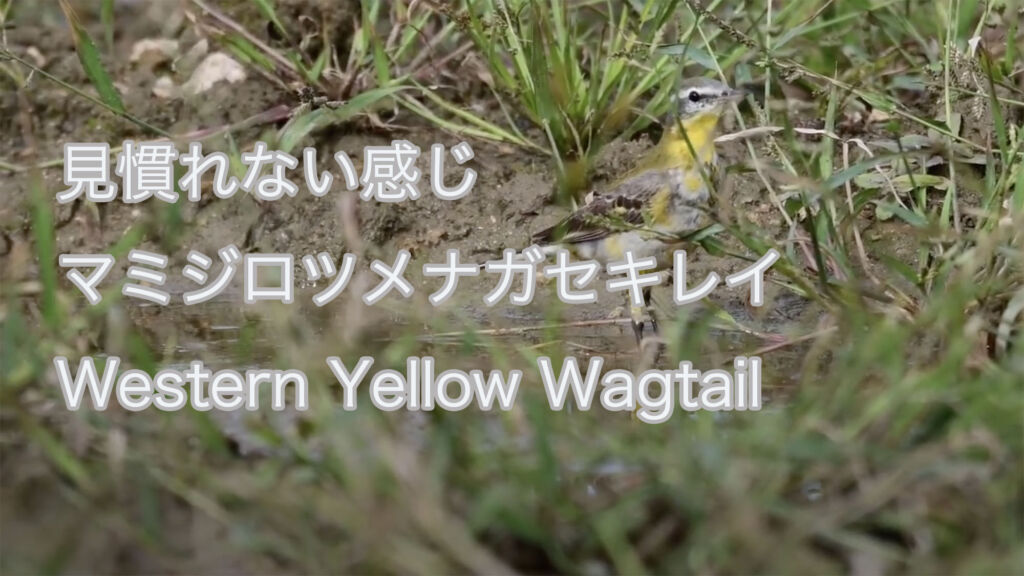 【見慣れない感じ】 マミジロツメナガセキレイ Western Yellow Wagtail