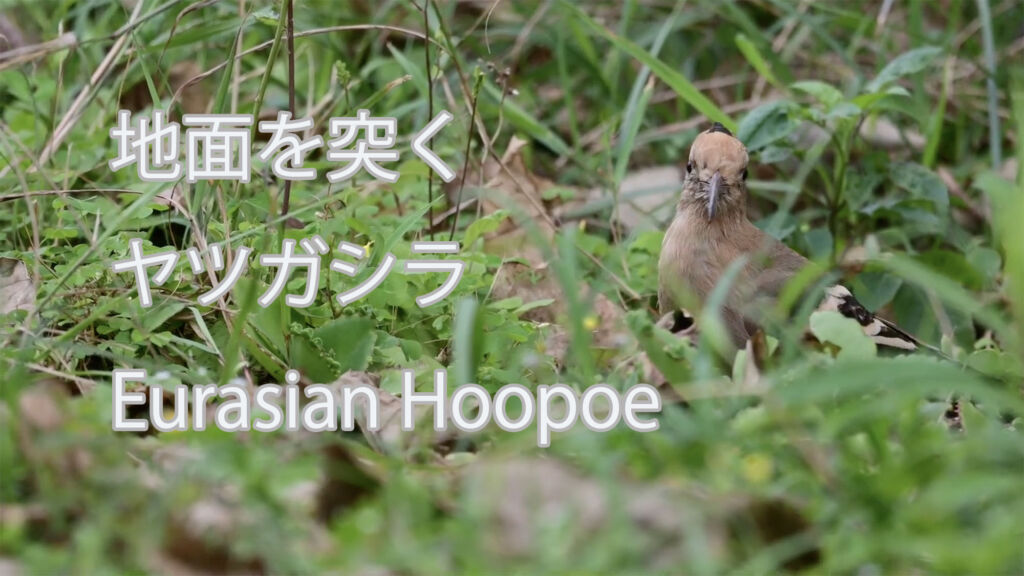 【地面を突く】ヤツガシラ Eurasian Hoopoe