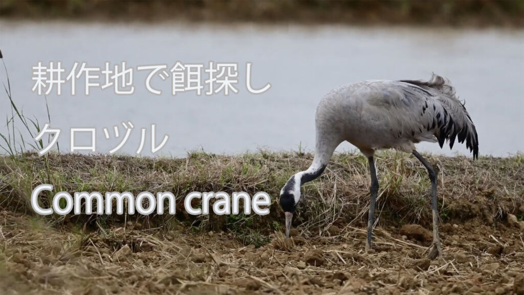 【耕作地で餌探し】 クロヅル Common crane