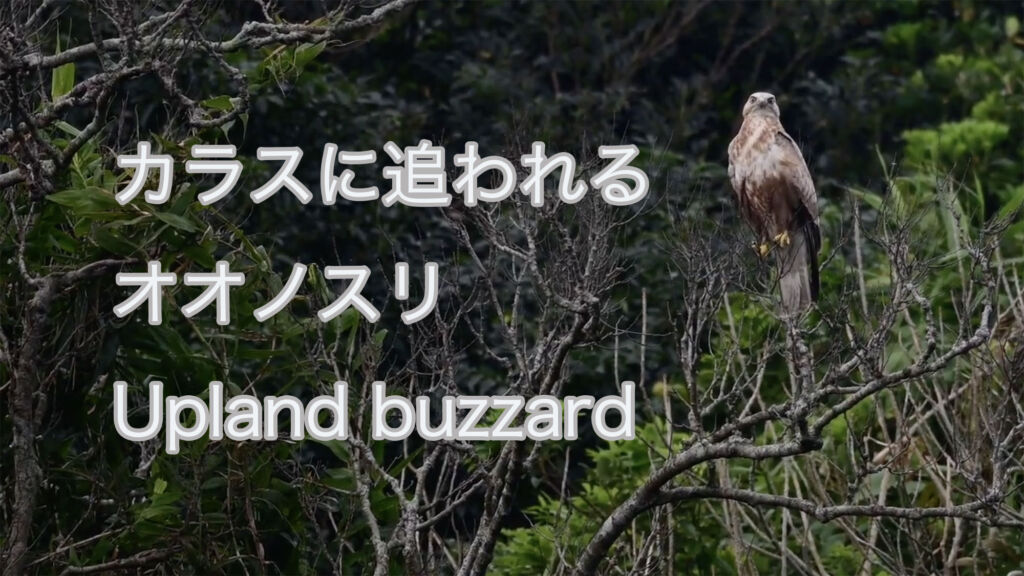 【カラスに追われる】 オオノスリ Upland buzzard
