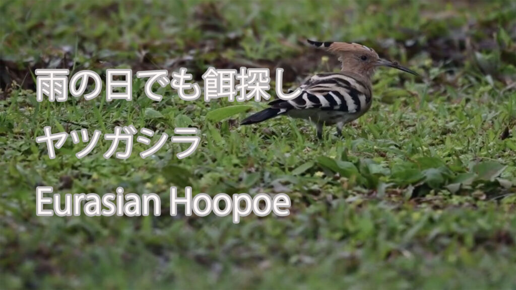 【雨の日でも餌探し】 ヤツガシラ Eurasian Hoopoe