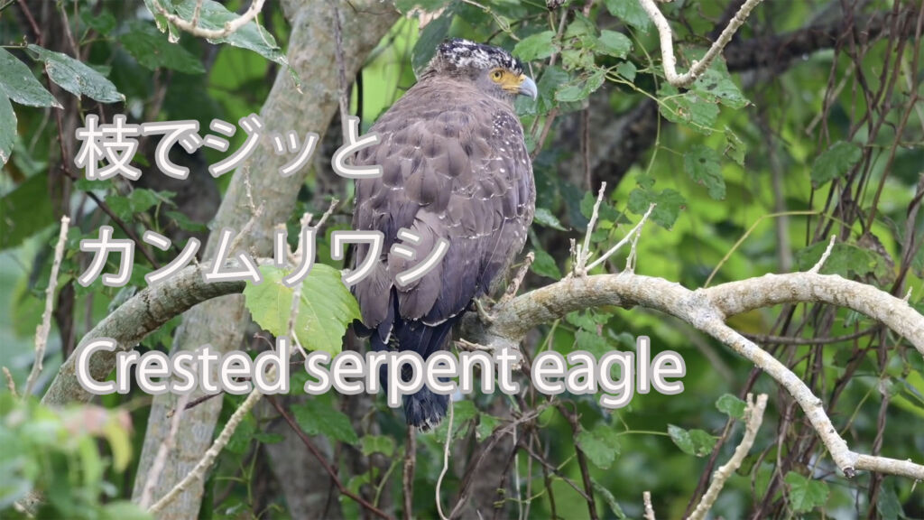 【枝でジッと】 カンムリワシ  Crested serpent eagle