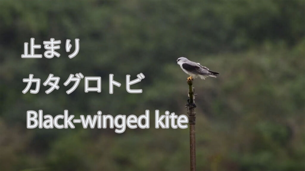 【止まり】 カタグロトビ Black-winged kite