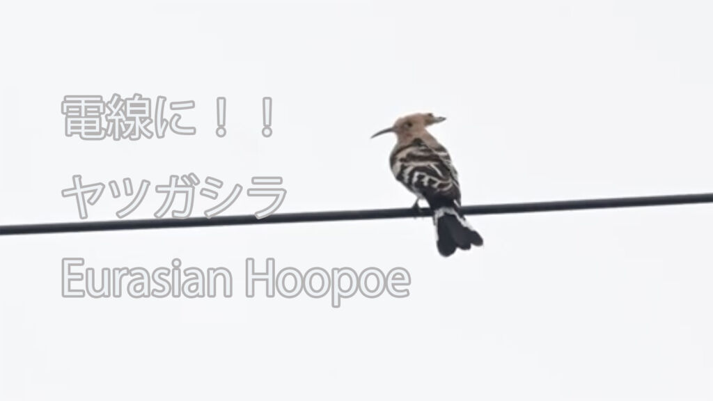 【電線に！！ 】 ヤツガシラ Eurasian Hoopoe