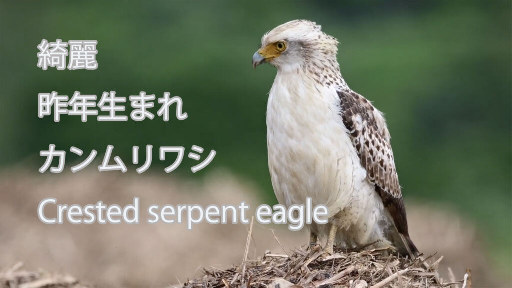 【綺麗】 昨年生まれ　 カンムリワシ Crested serpent eagle