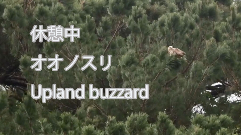 【休憩中】 オオノスリ Upland buzzard