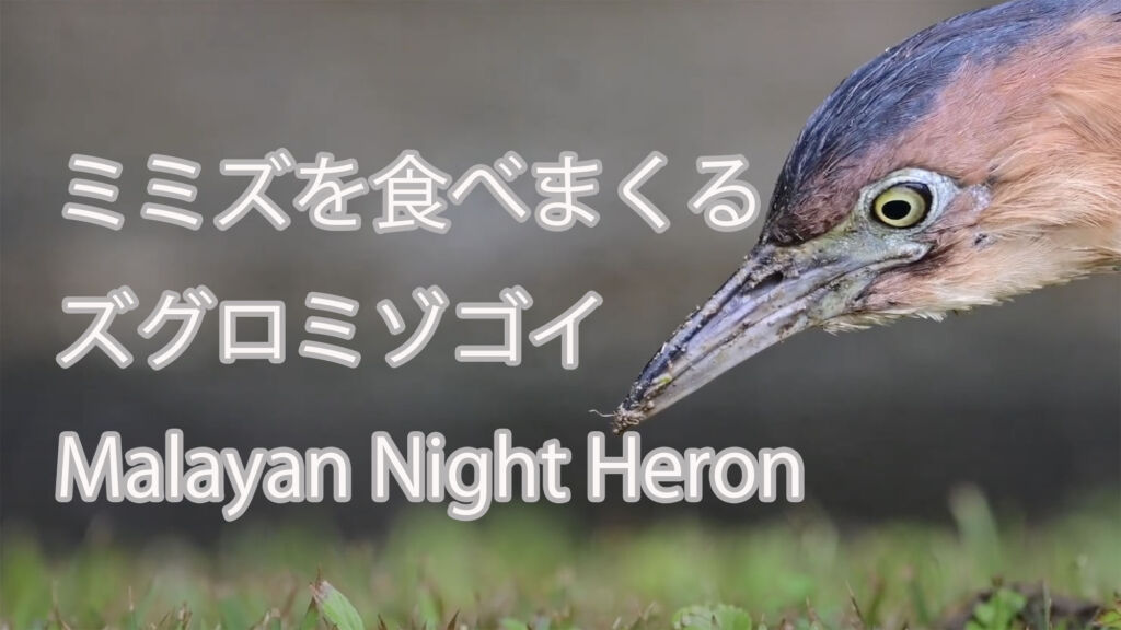 【ミミズを食べまくる】 ズグロミゾゴイ Malayan Night Heron