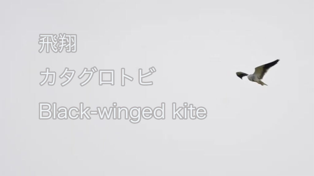 【飛翔】 カタグロトビ Black-winged kite