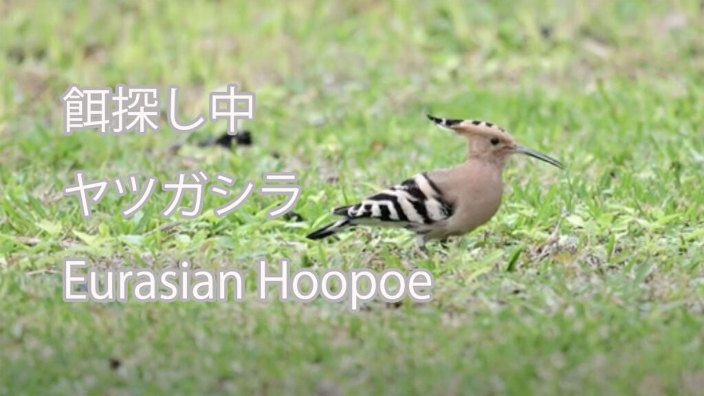 【餌探し中】 ヤツガシラ Eurasian Hoopoe