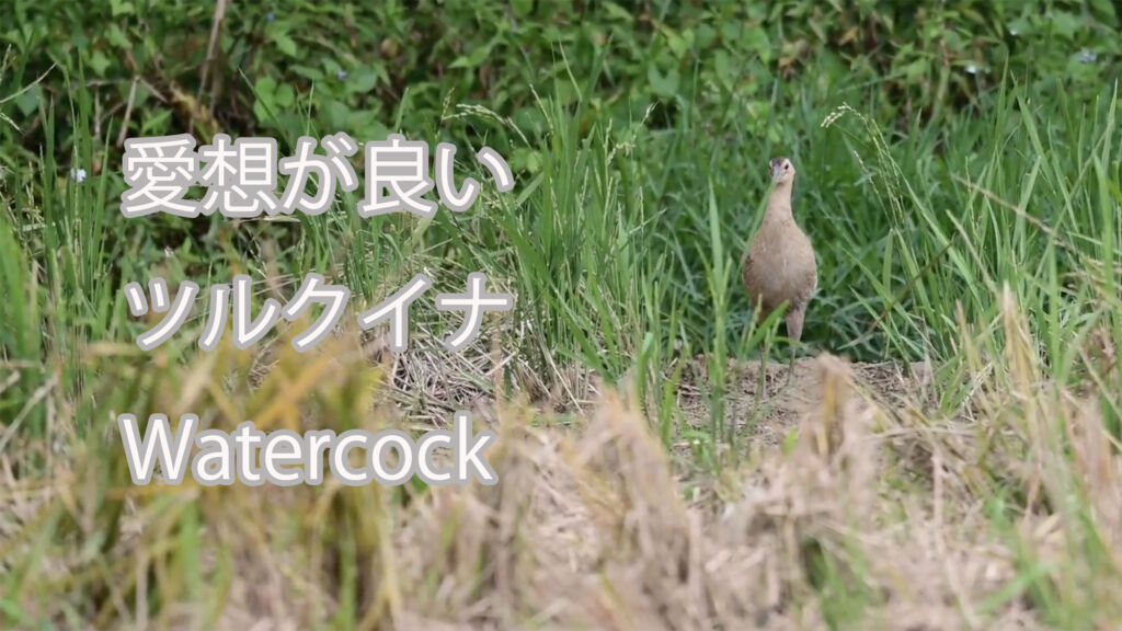 【愛想が良い】 ツルクイナ Watercock