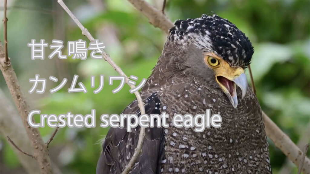 【甘え鳴き】 カンムリワシ Crested serpent eagle