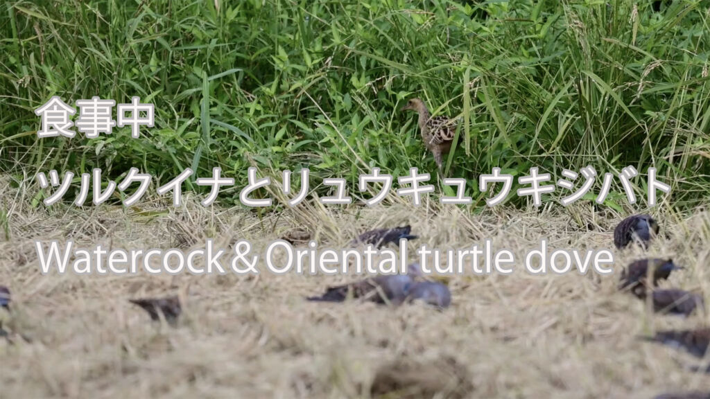 【食事中】 ツルクイナとリュウキュウキジバト　 Watercock＆Oriental turtle dove