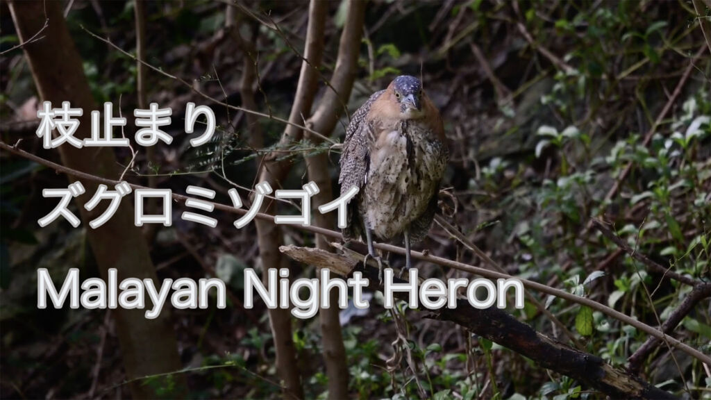 【枝止まり】 ズグロミゾゴイ Malayan Night Heron