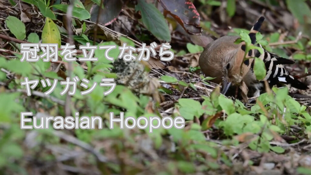 【冠羽を立てながら】 ヤツガシラ Eurasian Hoopoe