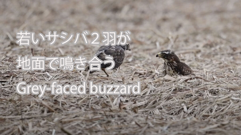 【鳴き合い】 若いサシバ２羽が地面で鳴き合う　 Grey-faced buzzard