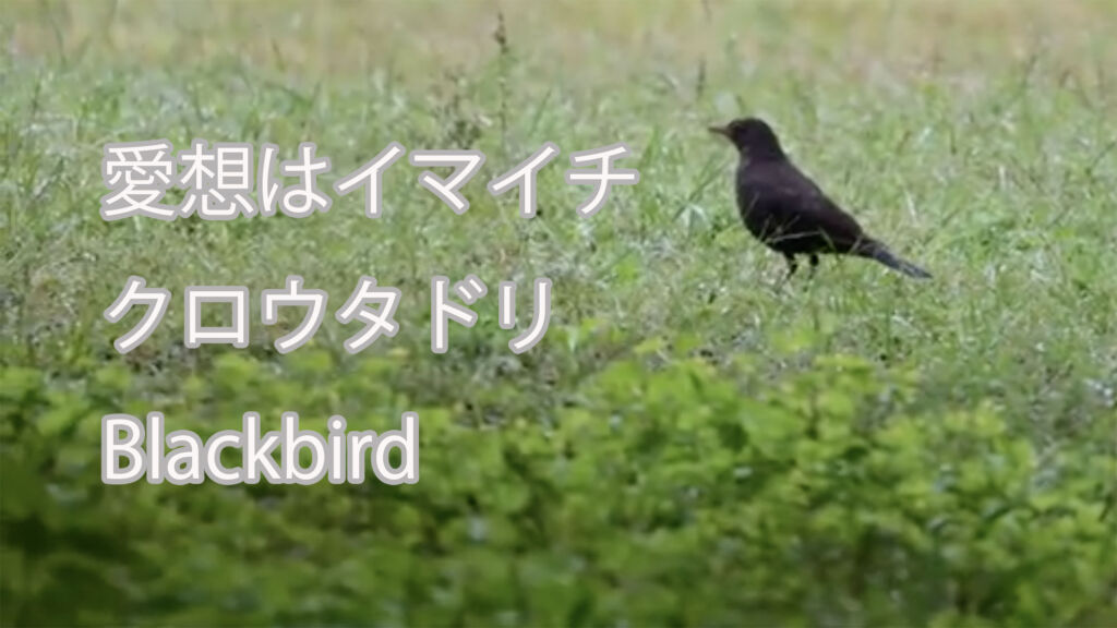 【愛想はイマイチ】 クロウタドリ  Blackbird