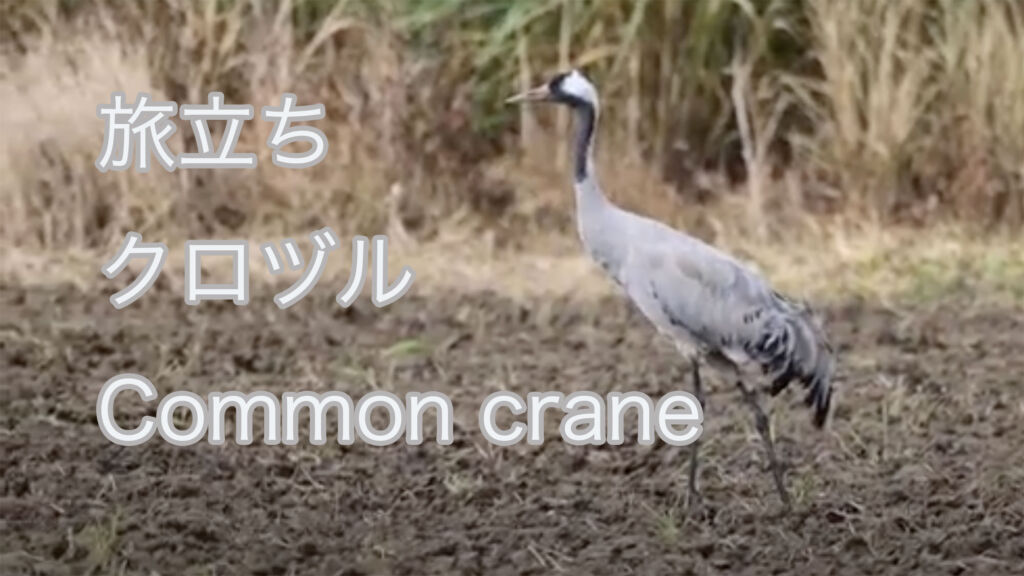 【旅立ち】クロヅル Common crane