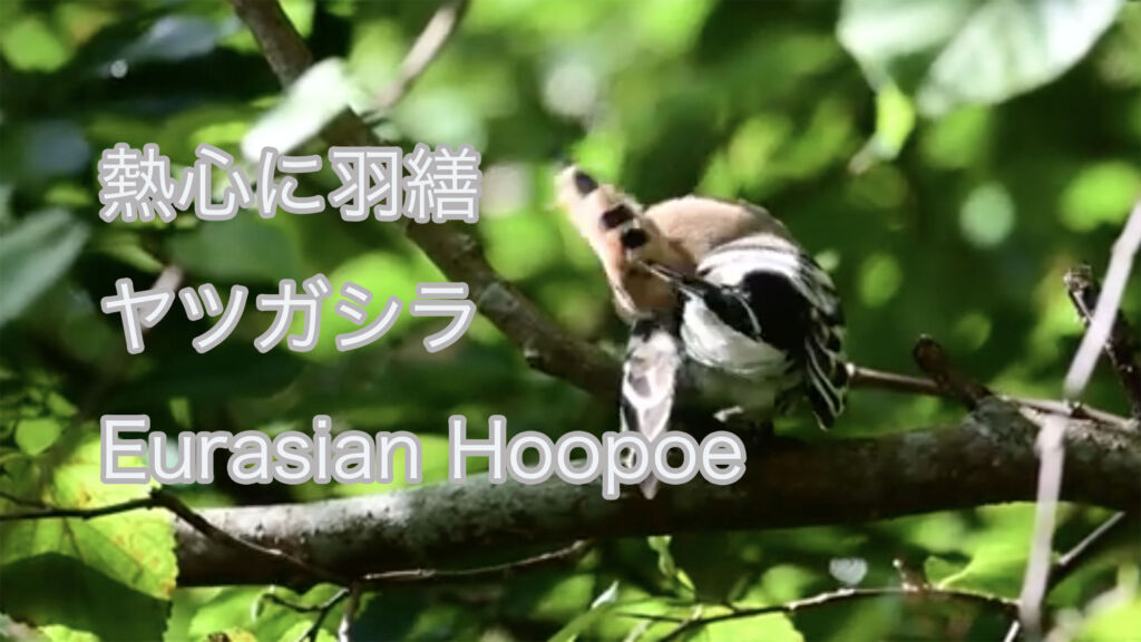 【熱心に羽繕】 ヤツガシラ Eurasian Hoopoe