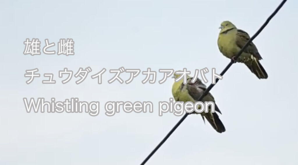 【雄と雌】  チュウダイズアカアオバト  Whistling green pigeon 