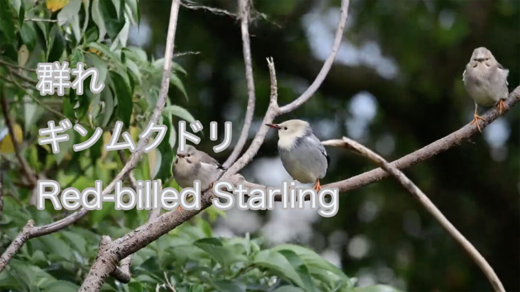 【群れ】 ギンムクドリ Red-billed Starling