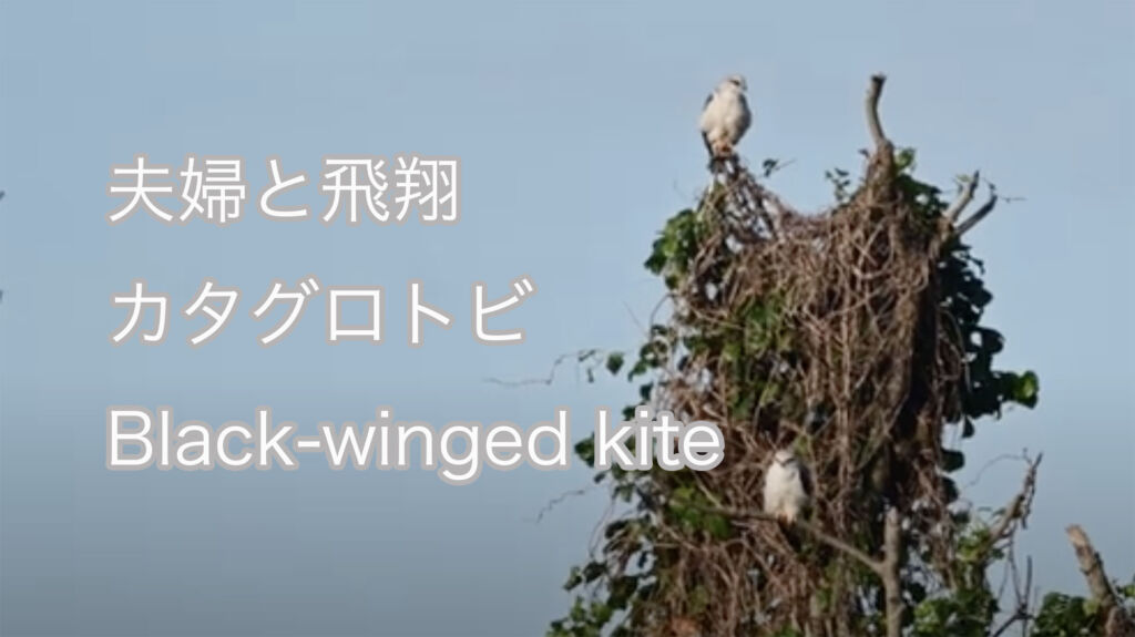 【夫婦と飛翔】 カタグロトビ Black-winged kite