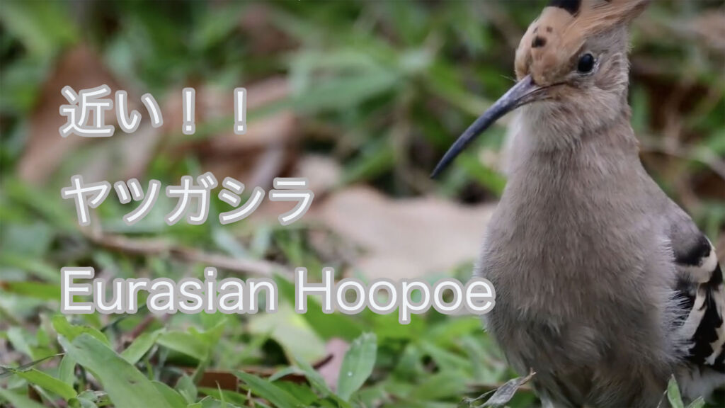【近い！！】 ヤツガシラ Eurasian Hoopoe