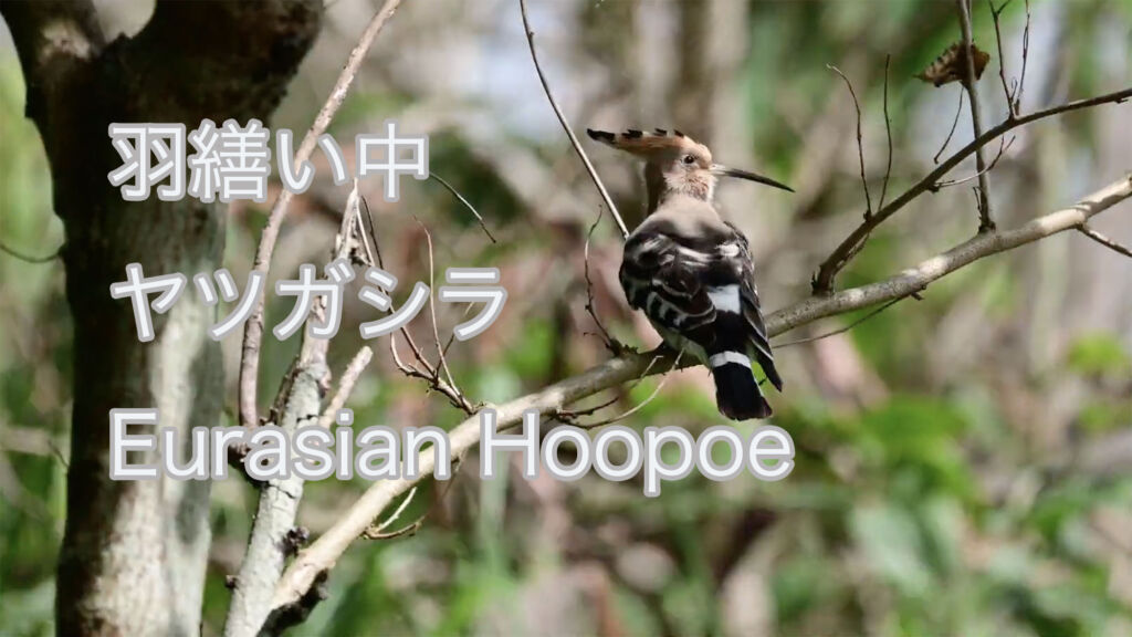 【羽繕い中】 ヤツガシラ Eurasian Hoopoe