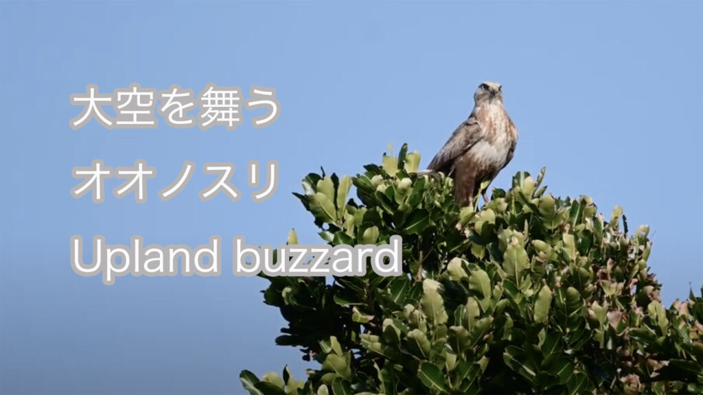【大空を舞う】 オオノスリ Upland buzzard