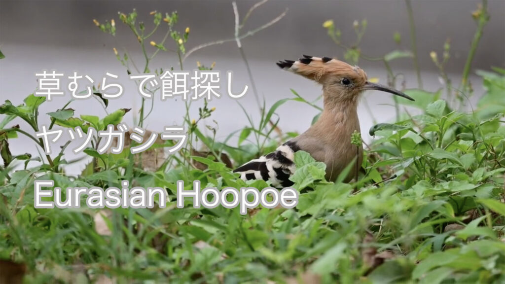 【草むらで餌探し】 ヤツガシラ  Eurasian Hoopoe