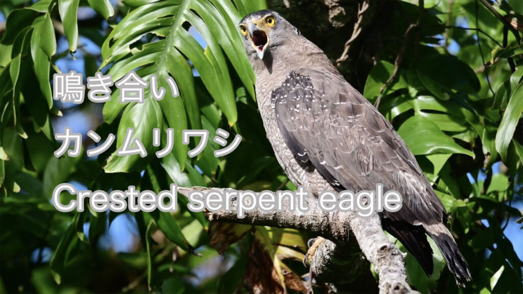 【鳴き合い】 カンムリワシ Crested serpent eagle