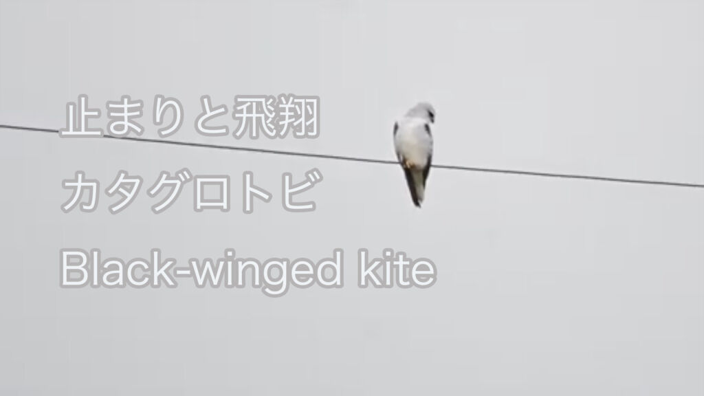 【止まりと飛翔】 カタグロトビ Black-winged kite
