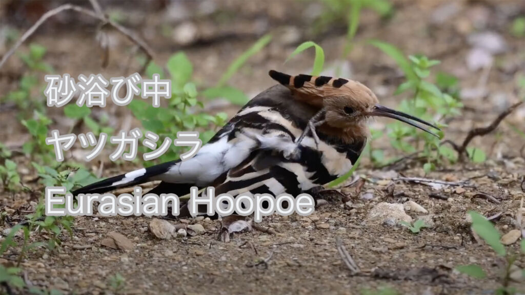 【砂浴び中】 ヤツガシラ  Eurasian Hoopoe