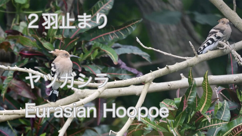 【２羽止まり】 ヤツガシラ Eurasian Hoopoe