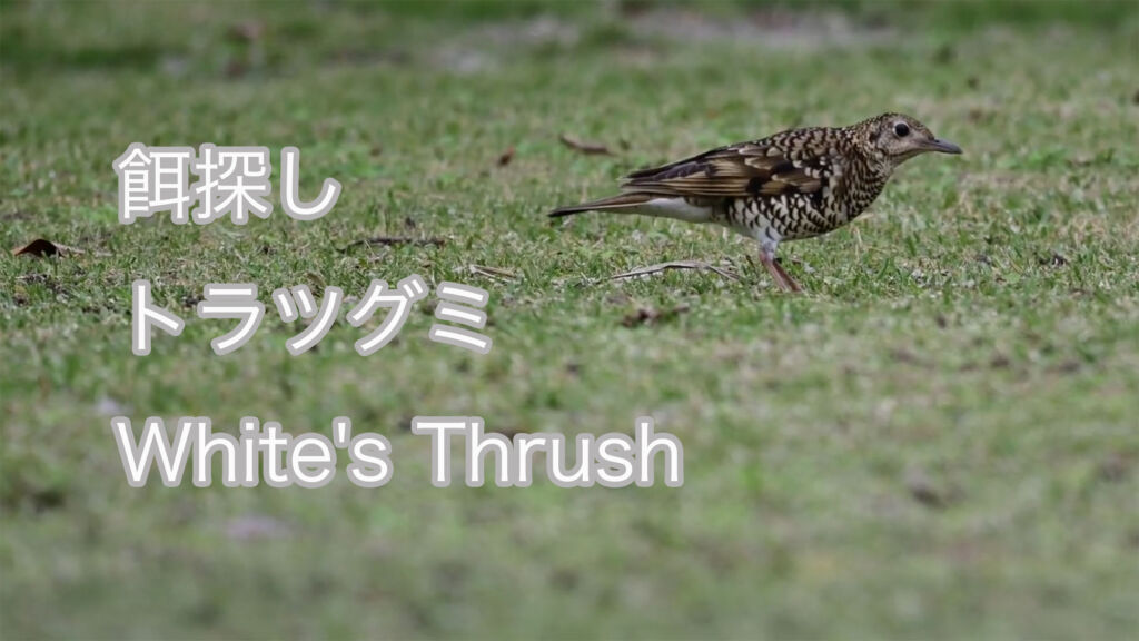 【餌探し】 トラツグミ  White's Thrush