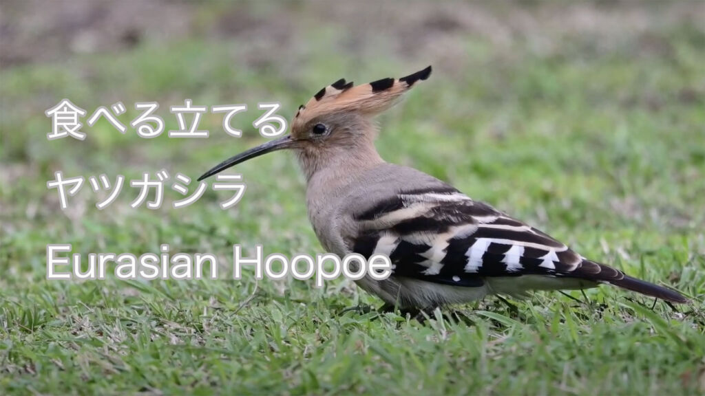 【食べる立てる】 ヤツガシラ Eurasian Hoopoe